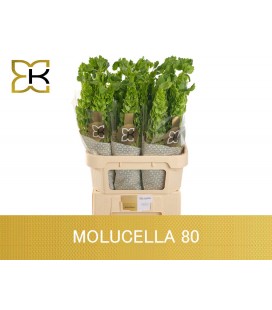 Molucelle 80 cm