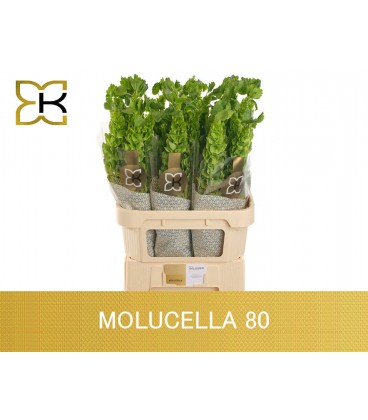 Molucelle 80 cm
