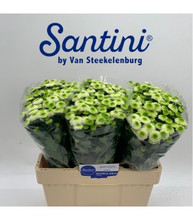 Santini Maverick Blanc