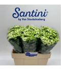 Santini Maverick Blanc