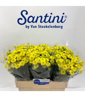 Santini Mavrerick Yello 
