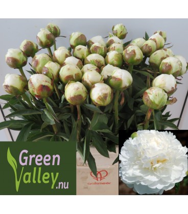 Pivoine Fringed ivory 45 cm