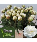 Pivoine Fringed ivory 55 cm