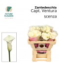 Calla Captaine Ventura 50 cm