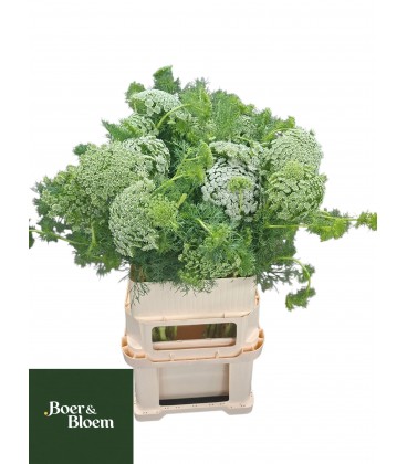 Dill Casablanca 80 cm