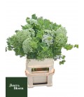 Dill Casablanca 80 cm