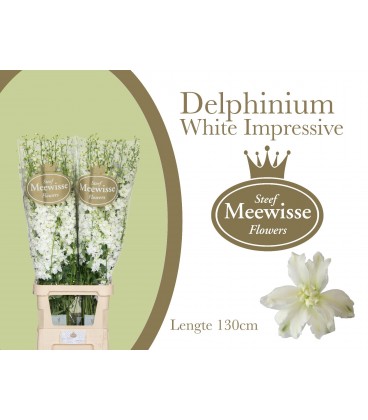 Delphinium Dewi Impr White 120 cm