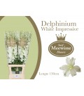 Delphinium Dewi Impr White 130 cm