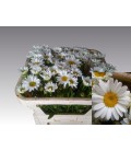 Marguerite 50/60 cm