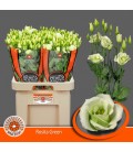 Lisianthus Rosita green