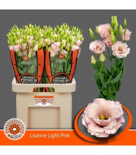 Lisianthus Lisanne Ligh pink 