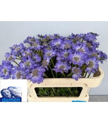 Scabieuse Staefa 65 cm