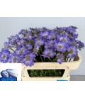 Scabieuse Staefa 65 cm