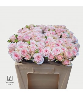 Rose Branchue Fatal attraction 40cm