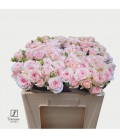 Rose Branchue Fatal attraction 40cm