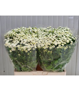 Matricaire Rio 60 cm