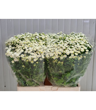 Matricaire Rio 60 cm