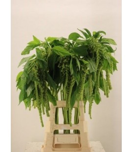 Amaranthe cycloop 80 cm