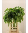 Amaranthe cycloop 80 cm