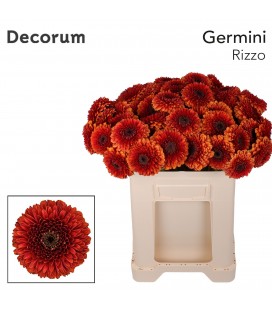 Germini Pomponi Rizzo 