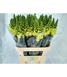 Muflier jaune 80 cm
