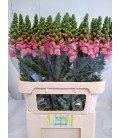 Muflier op pink 80 cm