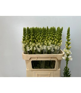 Muflier potomac Ivory white 75 cm