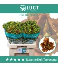 Lisianthus G R L Terracotta 70 cm