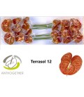Anthurium Terrasol x 12
