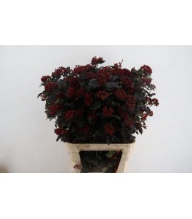 Physocarpus Diabolo 100 cm