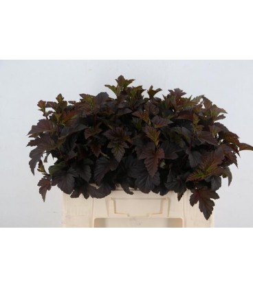 Physocarpus feuille