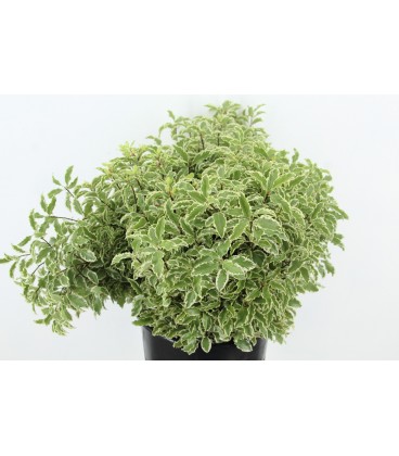 Pittosporum negra petite feuille 