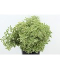 Pittosporum negra petite feuille 