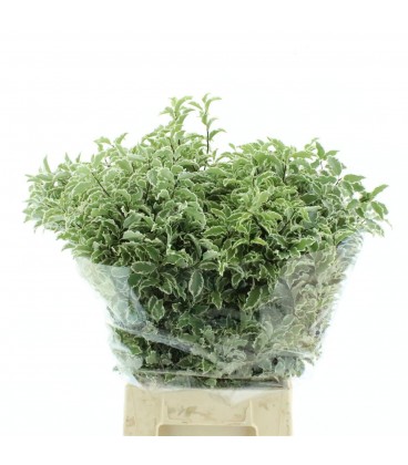 Pittosporum la botte 60 cm 150g