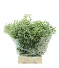 Pittosporum la botte 60 cm 150g