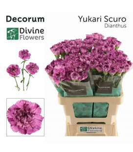 Oeillet Yukari scuro x 20