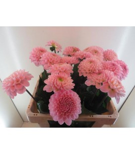 Dahlia Ball Wizz of oz 60 cm