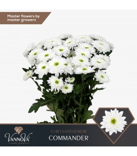 Chrysentheme Commander 70 cm