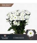 Chrysentheme Commander 70 cm