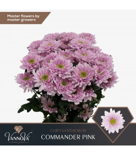 Chrysantheme Commander pink 70 cm