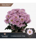Chrysantheme Commander pink 70 cm