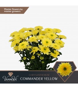 Chrysantheme commander Yellow 70 cm