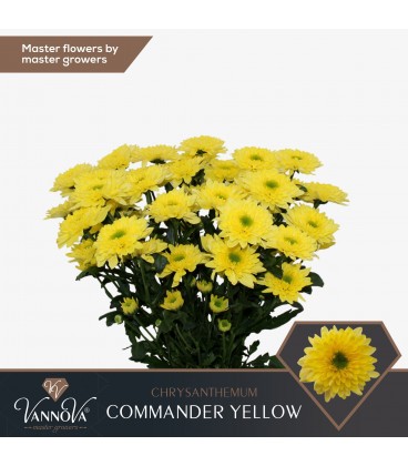 Chrysantheme commander Yellow 70 cm