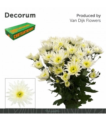 Chrysantheme Delian White
