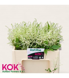 Astilbe Washington 60 cm
