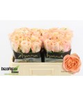 Rose Charming Reeva 50 cm