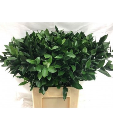 Ruscus Hypophyllum