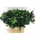 Ruscus Hypophyllum