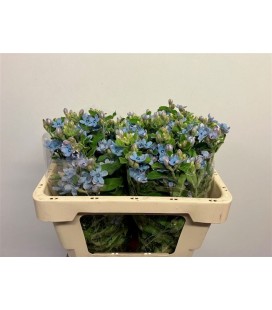 Oxypetalum Bleu 50 cm 