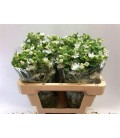 Oxypetalum blanc 55 cm